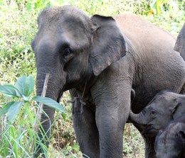 Ensuring the survival of elephants in Laos : a matter of economics