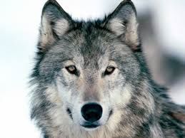 Politique anti-loups : Les associations vont porter plainte contre la France