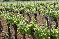Métiers et formations Viticulture - Oenologie en Languedoc-Roussillon