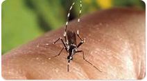 Chikungunya et dengue - Données de la surveillance renforcée en France métropolitaine en 2015