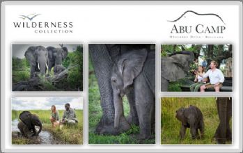 Joyeux anniversaire Naledi!Le camp Abu sauve la vie d'un éléphanteau