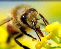 Santé des abeilles : l'Anses fait le point sur les actualités scientifiques