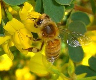 Le plan national d'action du Gouvernement en faveur des abeilles et des pollinisateurs n'est pas à la hauteur des enjeux