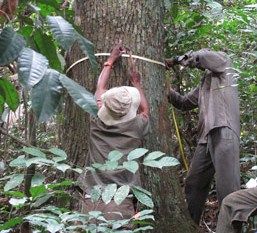 Augmentation du Stock Forestier : le Gouvernement de la Côte d'Ivoire annonce le Reboisement Intensif de 20 000 Hectares de Forets sur 7 Ans