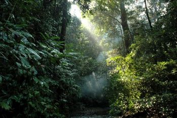 Transition écologique et systèmes forêt-bois : création du réseau de recherche franco-canadien FORWARD