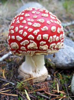 212 cas d'intoxication liés à la consommation de champignons : restez vigilants !

