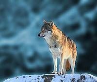 Protection contre la prédation : Prélèvement d'un loup dans les Alpes-de-Haute-Provence