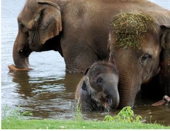CITES Dwindling corridors endanger the last of Bangladesh's wild elephants