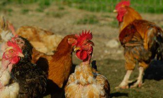 Grippe aviaire : confinement des oiseaux captifs détenus par les particuliers