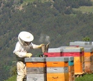 L'interdiction française des néonicotinoïdes menacée par le lobby des pesticides : l'UNAF sonne l'alerte !