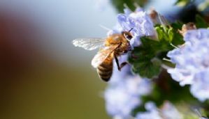 La FAO célèbre la Journée mondiale des abeilles 2022,