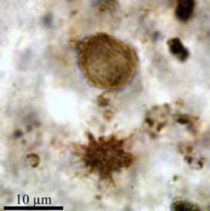 Des protéines peu dégradées identifiées dans des microfossiles de 2 milliards d'années