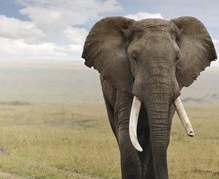 Commerce de l'ivoire : IFAW alerte le public les 2 et 3 décembre prochains Place de l'Hôtel de Ville à Paris