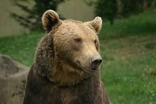 Dites NON à l'effarouchement des ours dans les Pyrénées