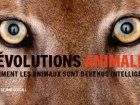 Comment les animaux font leurs révolutions