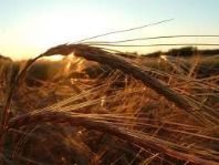 Serious challenges in Europe's agri-food systems