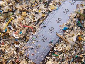 Selon un rapport, des microplastiques ont été trouvés dans des poissons destinés à la vente