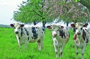 EU Project : Connected cows for better meat and dairy products