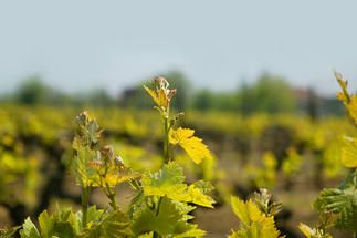 Les vignobles du Sud-Ouest ont reçu le trophée de « wine region of the year »