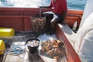 Pêche au lambi : les services de l'État sont mobilisés pour faire respecter la réglementation