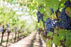 Conseils de bassins viticoles en Nouvelle-Aquitaine