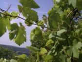 Un banc d'essai innovant pour réduire le risque de dérive en viticulture