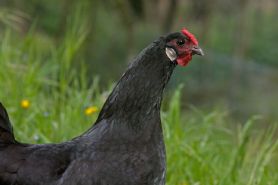 A Colmar des poules pour réduire ses déchets