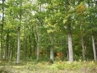 Filière forêt-bois. Secteur du chêne, plan national pour le feuillu, bio-économie...