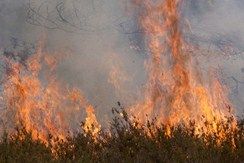 Incendies de forêt: l'UE fournit une aide essentielle à la région méditerranéenne