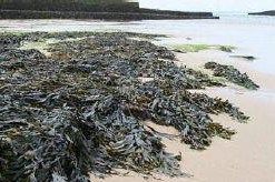 Des échouages d'algues vertes particulièrement tardifs en 2018