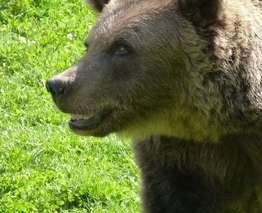 Introduction de deux nouvelles ourses dans les Pyrénées