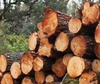 Refonder la gestion de la forêt française