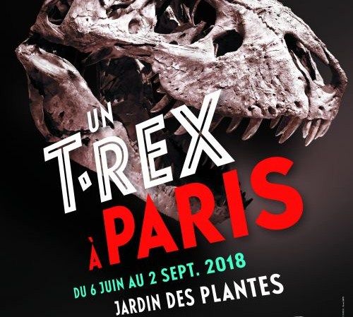 Un T. rex à Paris. Spectaculaire et très rare spécimen quasi complet présenté pour la première fois en France