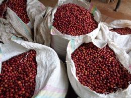 Le café du Rwanda pénètre le marché nigérian