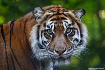 Un nouveau rapport révèle l'ampleur du commerce en ligne contre les espèces sauvages en Europe et en Russie