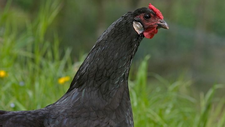 EFSA : il faut des alternatives aux cages pour améliorer le bien-être des poules pondeuses et des poulets de chair