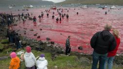 Iles Féroé : le massacre des baleines continue (presque) dans l'indifférence
