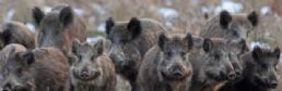 Peste porcine africaine : l'EFSA évalue les mesures pour prévenir sa propagation
