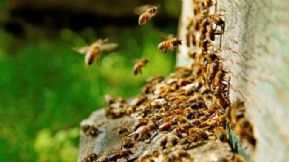 Plan d'aide exceptionnel à l'apiculture bretonne 