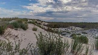 Les dunes et forêts domaniales littorales, des milieux utiles sous haute protection