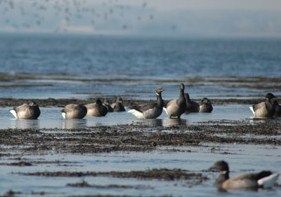 Hivernage des oiseaux d'eau dans le golfe du Morbihan