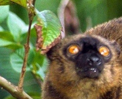 Mayotte / Recensement en zones agricoles des lémuriens bruns : bilan d'étape
