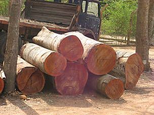 Filière forêt-bois : le Gouvernement annonce un plan d'action interministériel et signe le contrat de filière 2018-2020