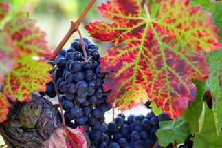 Conseil de bassin viticole «Languedoc-Roussillon» à Montpellier
