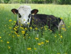 Un partenariat pour accompagner les producteurs laitiers à la conversion au bio