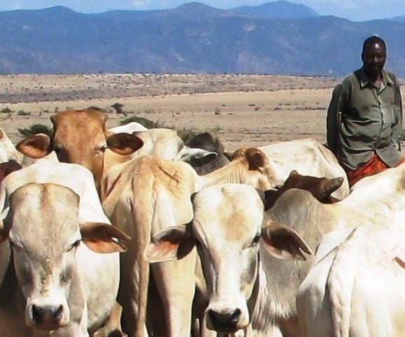 L'éradication n'est pas la fin de l'histoire de la Peste bovine