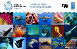 Pour la première fois axée sur les espèces marines, la prochaine Journée mondiale de la vie sauvage va faire parler d'elle