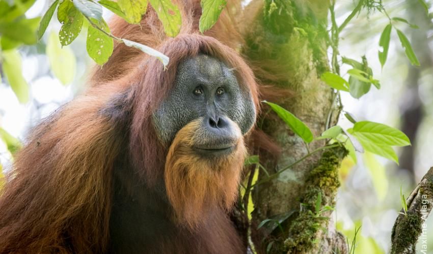 IUCN calls for a moratorium on projects impacting the Critically Endangered Tapanuli orangutan
