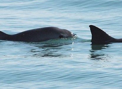 The looming extinction of the vaquita puts Gulf of California on World Heritage danger list