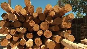 Favoriser l'utilisation du bois de corse par la commande publique, les collectivités et les prescripteurs privés